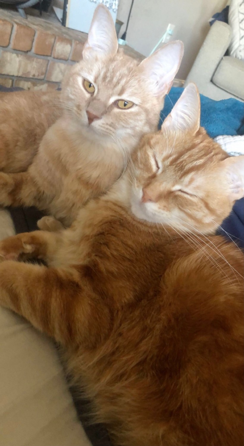 Two Orange Cats